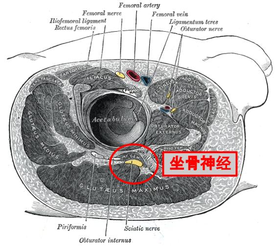 坐骨神经